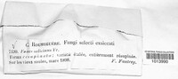Phellinopsis conchata image
